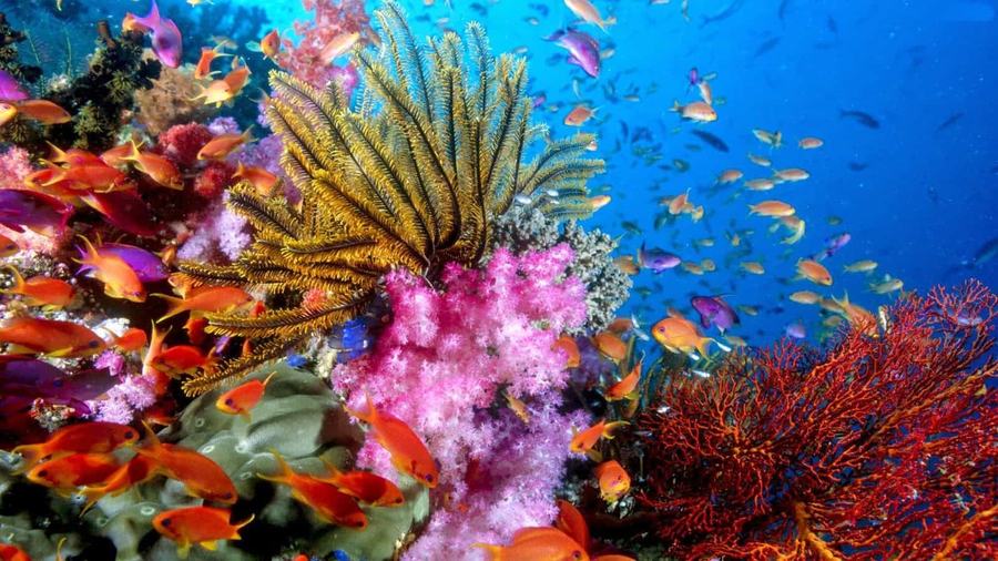 Bunte Korallen und Fische im Riff der Bucht.