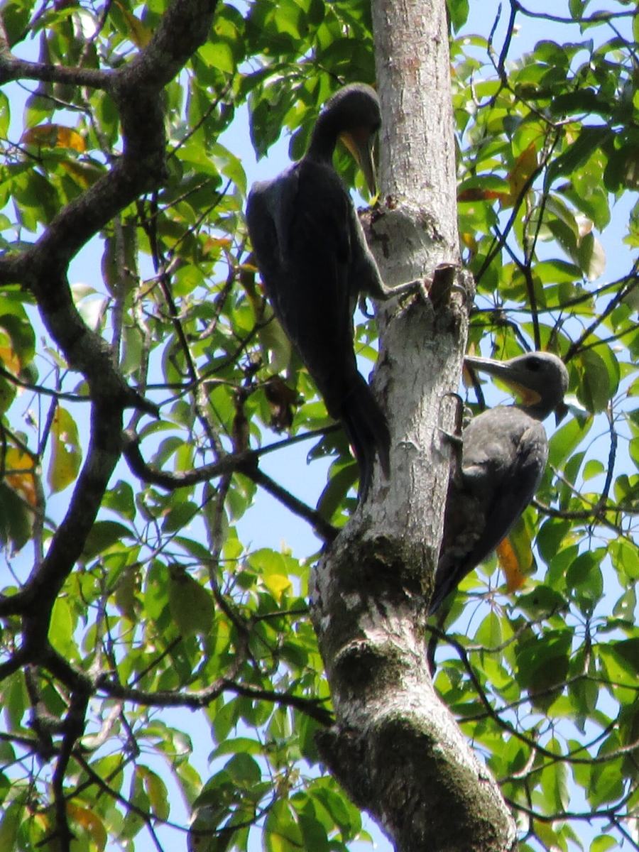 Specht an einem Baumstamm im Wald des Resorts